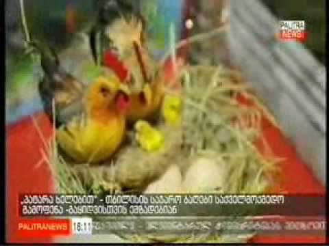 02 06 2017   პალიტრა ტვ   პალიტრა ნიუს 16 00. ,,პატარა ხელებით''