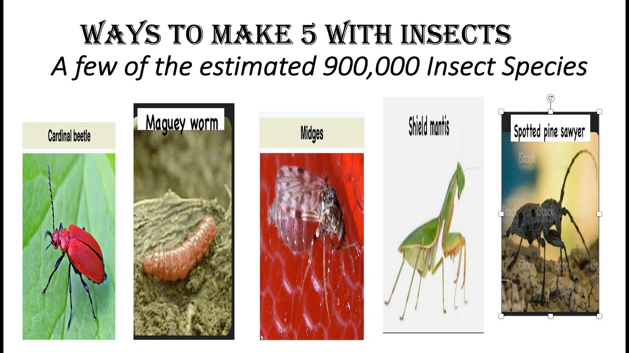 Fun With Numbers by Adding Ways to Make 5 With Insects #5 - YouTube