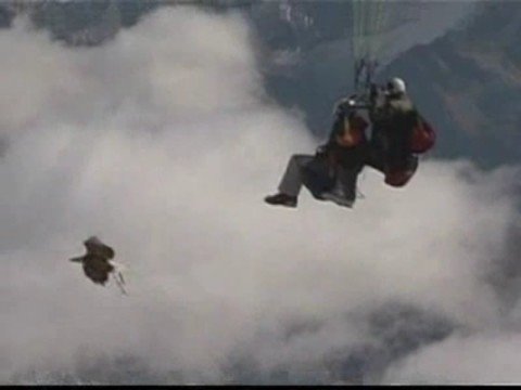 Eagle Taught To Fly By Paraglider