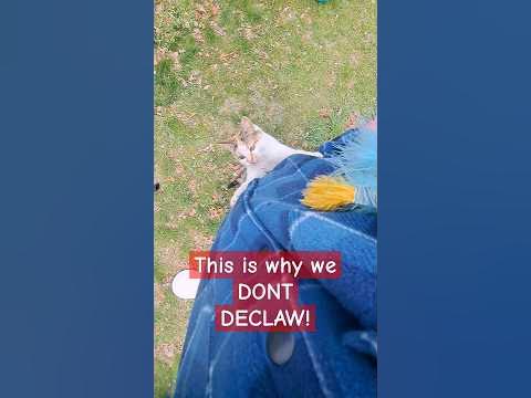 Don't Declaw your cat!!! #pets #cats #animals - YouTube