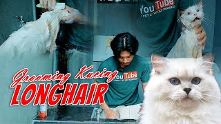 CARA MEMANDIKAN KUCING LONGHAIR