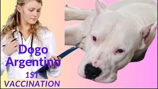 Dogo Argentino Renjo Doctor par attack !!