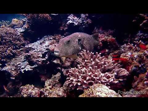 Wideo: Rozmnażająca Się Naturalna Historia I Udane Młode Rozmnażanie Zagrożonego Karaibskiego Filaru Coral Dendrogyra Cylindrus