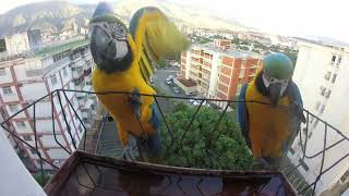 Guacamayos azules y amarillos: Un espectáculo de colores en el bebedero... Aves en mi balcón