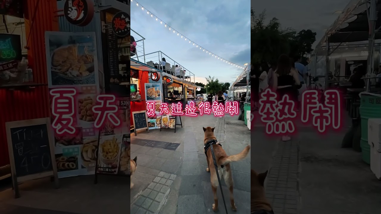 #shorts #狗狗 #米克斯 #唐狗 #大稻埕 縮圖