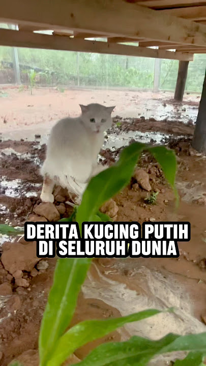 Kucing putih punya nasib paling menyedihkan