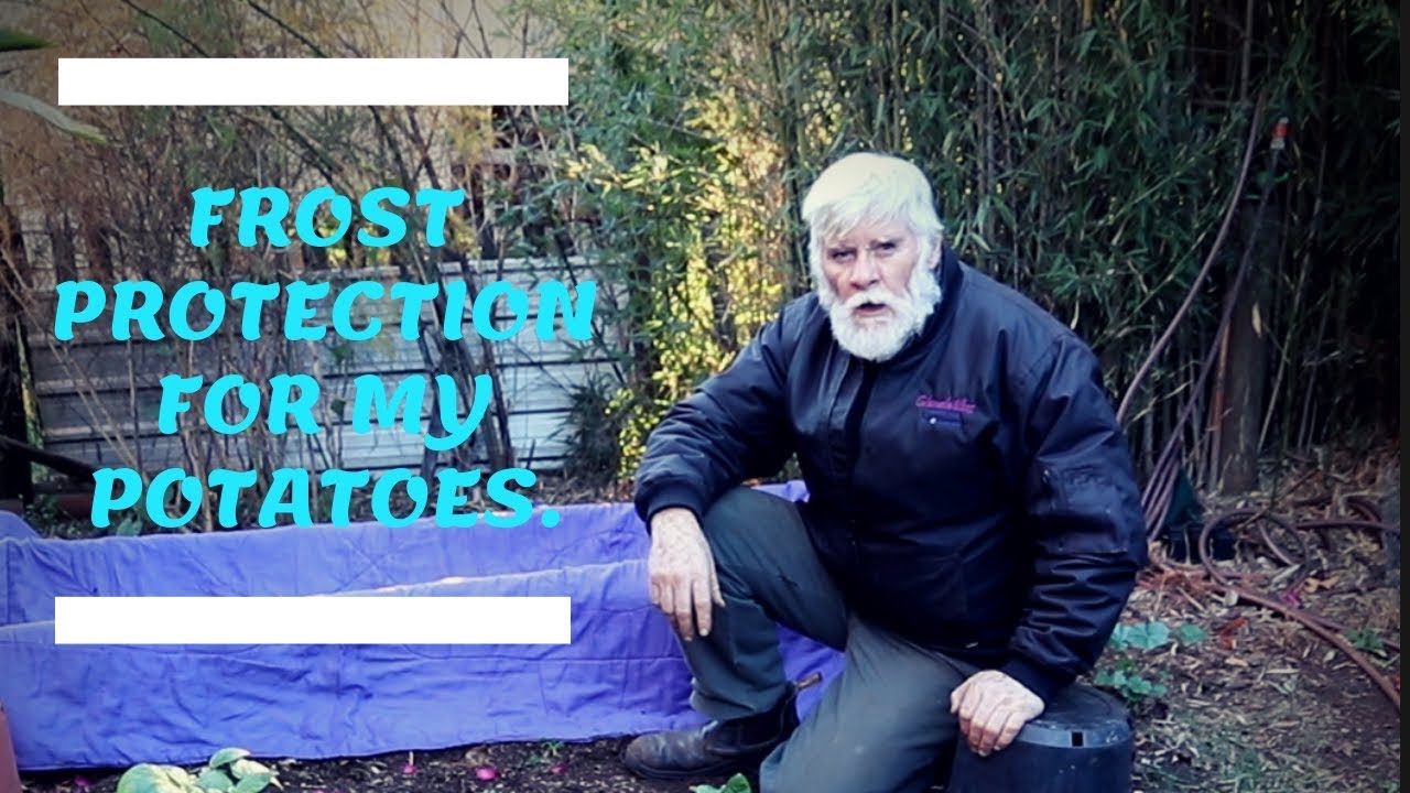 Frost protection for my Potatoes. 🥔🥔🍟 YouTube