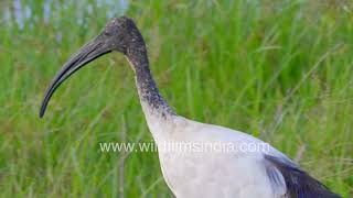 African sacred ibis foraging in Masai Mara wetlands