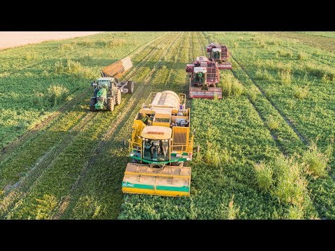 Videó: Borsó Több Szárú