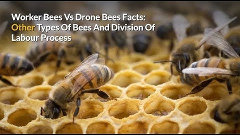 Worker Honey Bees Vs Drone Bees Facts: Types Of Bees & Division Of Labour Process