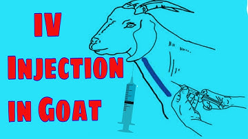 Intravenous Injection in Goat || Caprine Intravenous Injection || IV Injection in Sheep and Goat ||