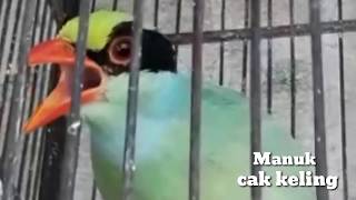 Burung masteran cucak Keling ijo full nembak