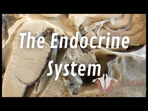 The Endocrine System | The Hypothalamus & Pituitary Gland | The Institute of Human Anatomy