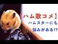 【歌コメ】ハムスターだって悩みがある🐹『スタートライン/馬場俊英』  Hamster acting to songs