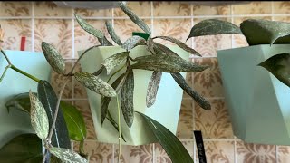 видео: Хойи и дисхидии мелколистные. картинка: Хойи и дисхидии мелколистные.