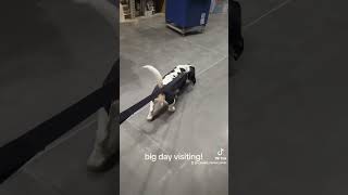 visiting day #bassethound #basset #longandlow #lowes #cute #vicious #elmer #dogs #pets #puppy #dog