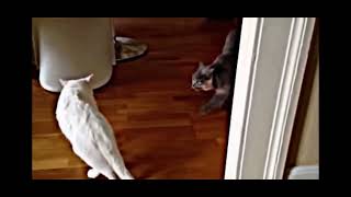 Funny Cats