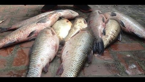 Bài mồi câu Cá Chép, Cá Trắm đen, cá Trắm cỏ áp dụng cho Mùa Xuân và Mùa Hè