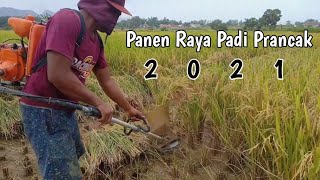 Panen Raya Padi Prancak Mellenial