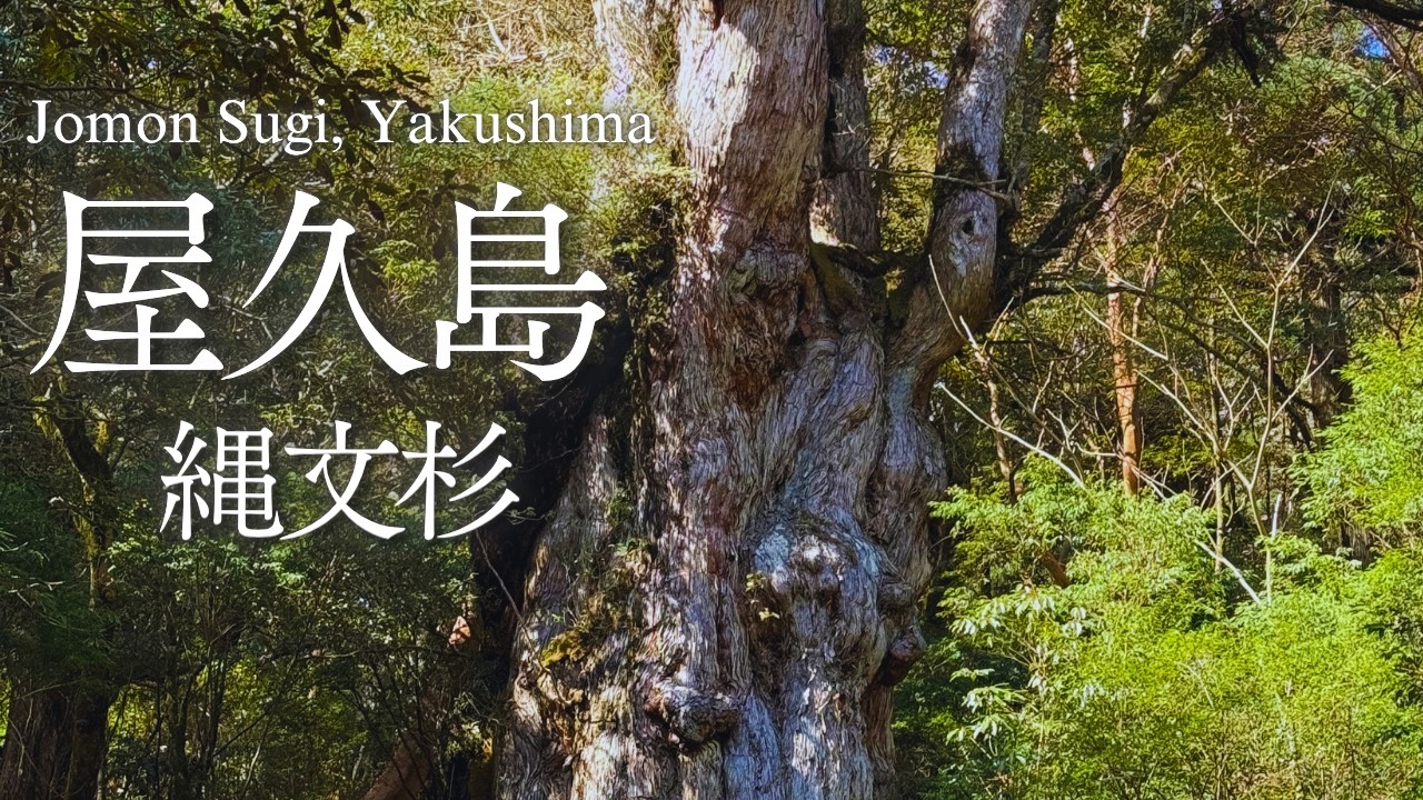 Yakushima Part 2] Jomon Sugi, a Cedar That Has Stood for Thousands