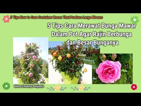 5 Tips Cara Merawat Bunga  Mawar  Dalam  Pot  Agar Rajin 