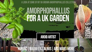 Amorphophallus in a UK Garden - Konjac, Bulbifer, Albus and more.