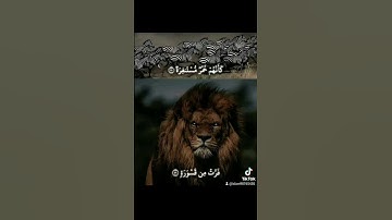 #اسلامي #القارء #تيك_توك #تلاوه #duet #القران