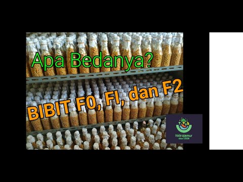 Bibit Jamur Tiram F0
