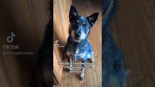 Hi new friends  #dog #puppy #pets #funny #doglover #cute #animals #cutedog #australiancattledog