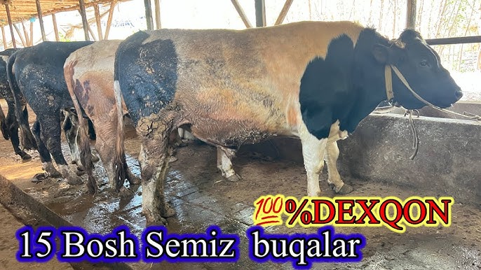 Jinsiy aloqa, sikish, sorish, sperma, kamming Porno xotini erining bekasi sikishini tomosha qiladi