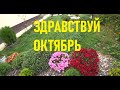 Окрошка на майонезе/ Кругом бардак и он не кончается/ Что с растениями после урагана