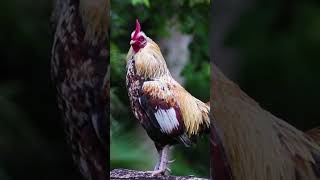 Rooster Crowing - Rooster Sound | Rooster Crowing Sound Effect