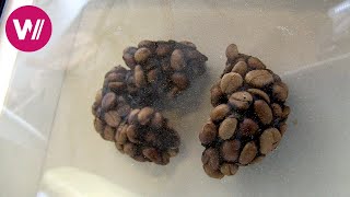 Luxus-Kaffee Aus Katzenkot Und Vogeldreck - Kopi Luwak Und Jacu Bird