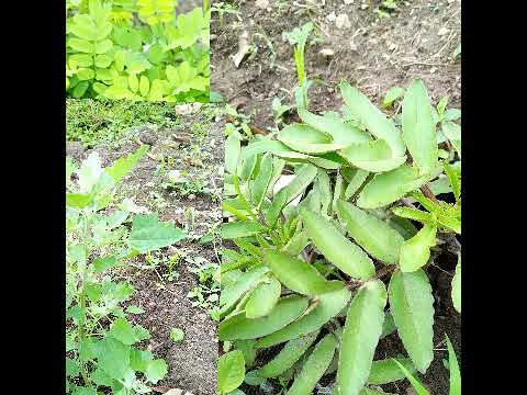 OMUZINGANYI GWE ALINA SILIMU HIV AIDS