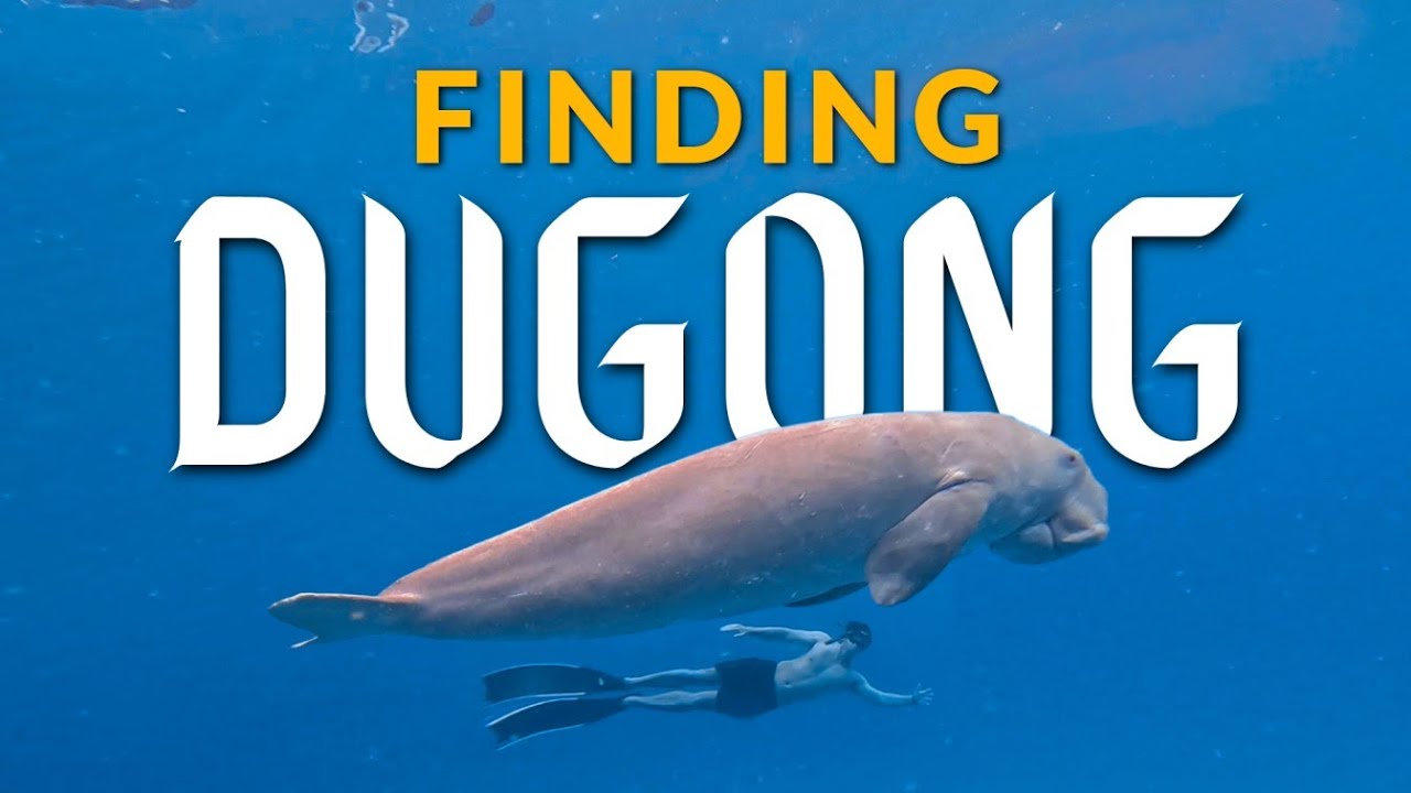 Как найти дюгоня Абана в Короне Палаван