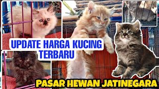 Update Harga Kucing Terbaru | Pasar Hewan Jatinegara | review terbaru harga kucing 2021