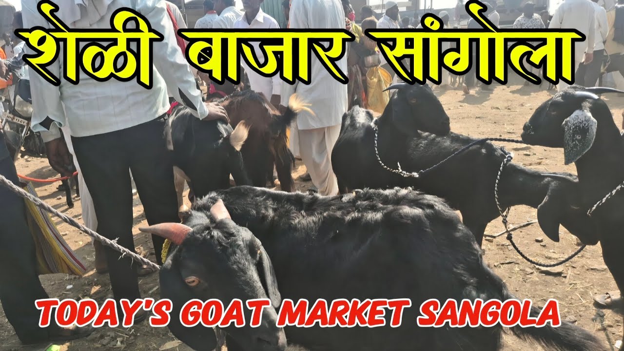 शेळी बाजार सांगोला, Goat Market Sangola, बकरी बझार सांगोला 