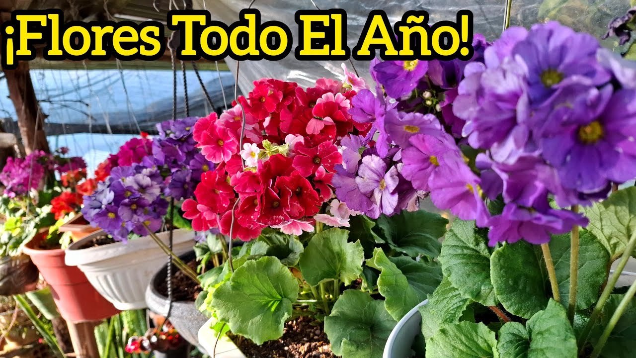 💥PRIMAVERAS HERMOSAS Y ETERNAS 🌺 Cómo cuidarlas desde el VIVERO💥