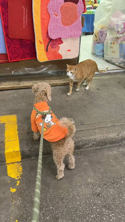 New playmate? #viral  #viralvideos  #trending  #subscribe  #shorts  #cute #dog #cat