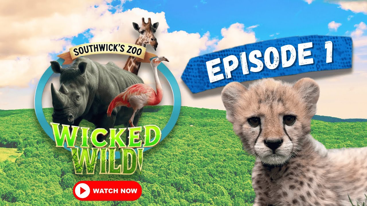 Episode 1: Milestones (Wicked Wild: Inside New England's Biggest Zoo)