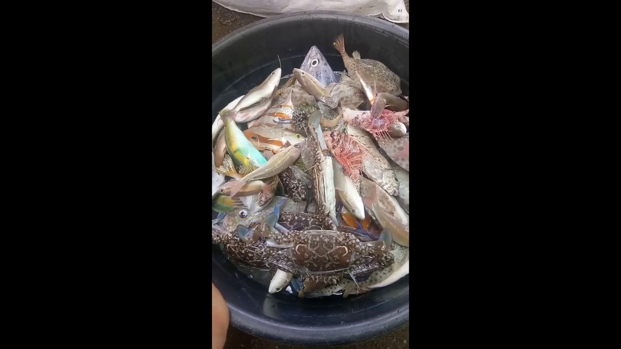 3rd.week of lock down#bubo harvest catch barko barko fish and crab# ...