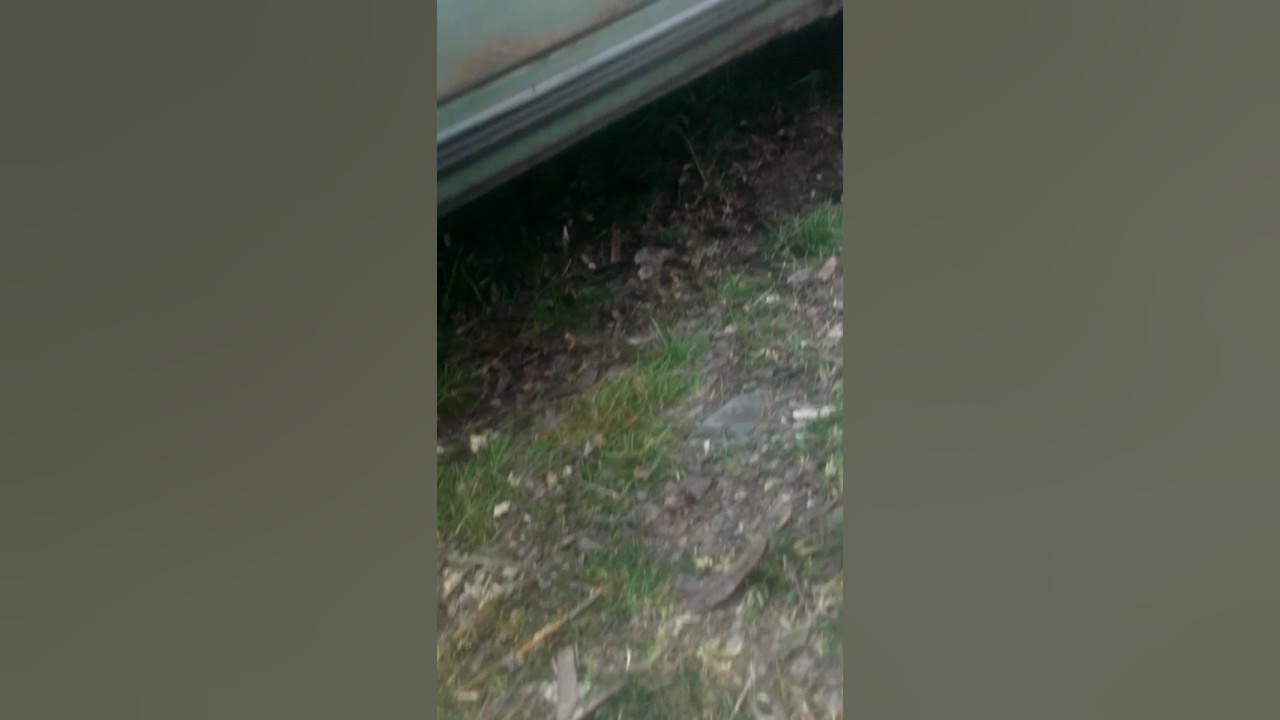 Пьяную малолетку в лесу. Пьяную малолетку в лесу
