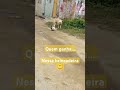 #viral #animaisfofo #cachorro #pets #crescernoyoutube