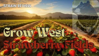 Strawberry Fields Strain Review: What to Expect from Grow West’s Maryland Hybrid