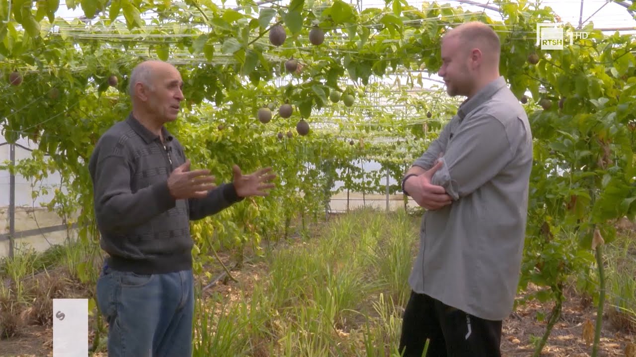 Frut pasioni – kultivimi i këtij fruti edhe në Shqipëri | “Si në familje”