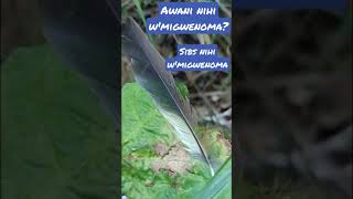 Whose feather is that? That's a bird feather. Speaking Abenaki Language. Sips#abenaki #migwen #nihi