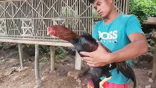 Kembali Melihat Peternakan Ayam Bangkokmangonkoyngonpakoy Mas Susanto