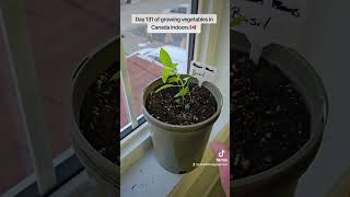 Day 131 of growing vegetables in Canada Indoors 🇨🇦 Let's take a gander! (Night Time) Rip Dad ♥️
