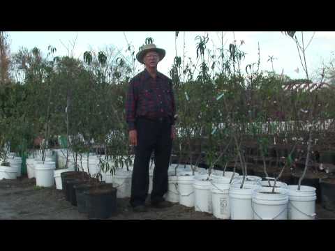 How to Grow Peach Trees : How to Spray Peach Trees