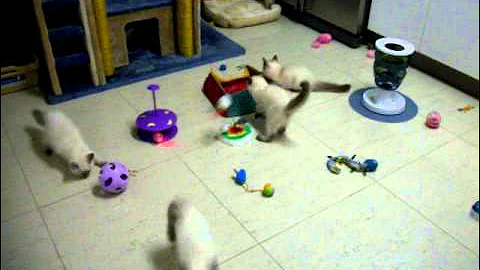 Video 6221131: beautiful purebred, kitten